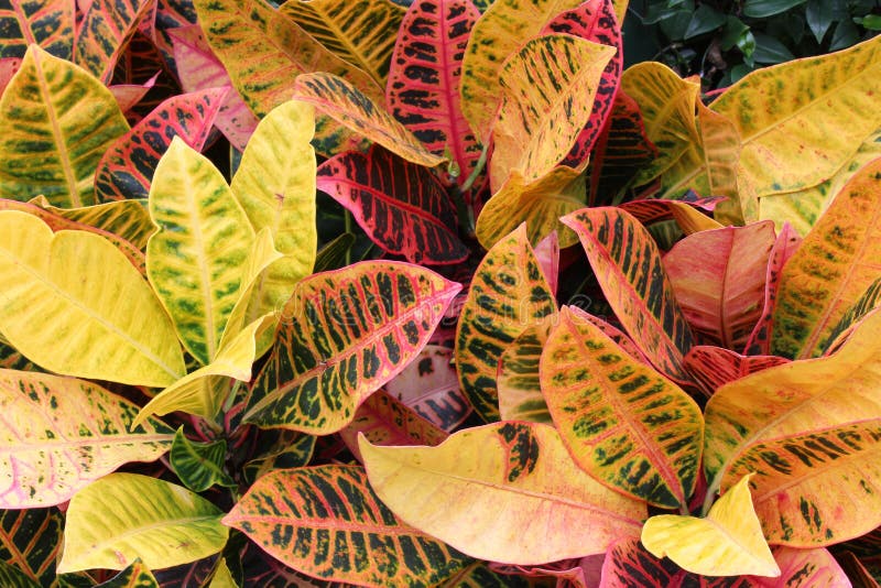 Green, Pink, and Yellow Variegated Leaves Background Stock Photo