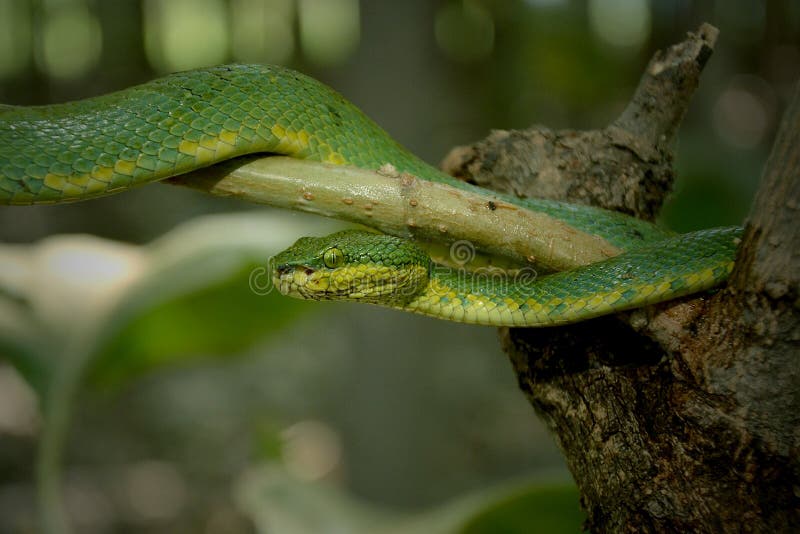The Green Pit Viper Beautiful Snake Stock Photo Image Of Snake Animal The Green Pit Viper Beautiful Snake Stock Photo Image Of Snake Animal