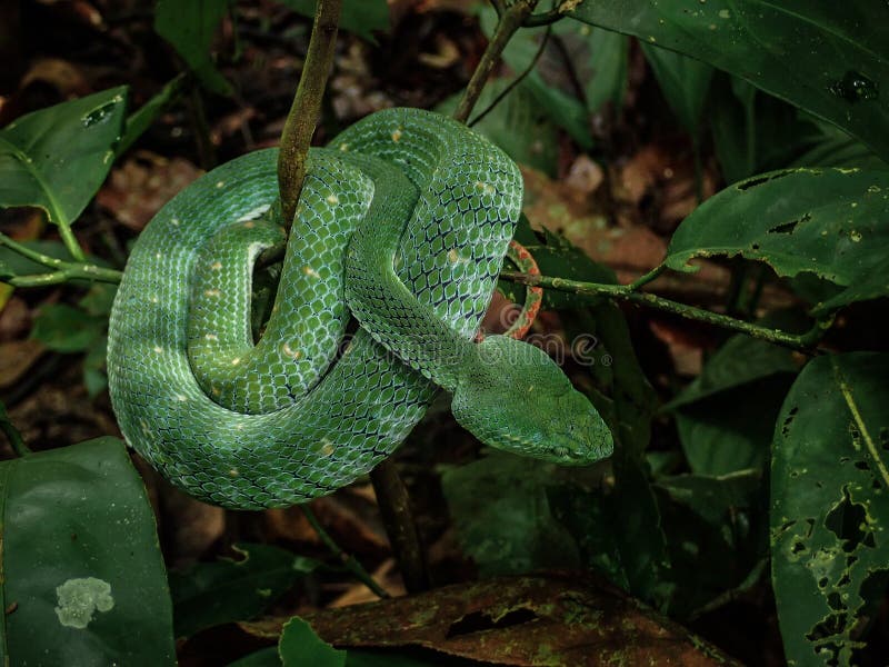 Green Pit Viper in Tropical Rainforest Stock Photo Image of green