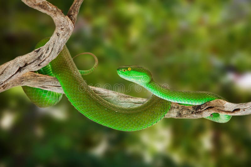 Две зеленые змеи фото на природе Green Pitviper Snake on a Tree Branch Stock Photo - Image of outside, forest: 53