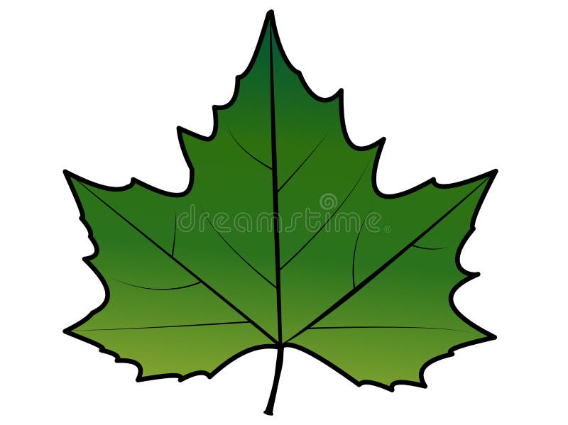 Sugar Maple Maple Leaf Drawing Line Art Autumn Leaf - Maple Leaf Line Art,  HD Png Download - kindpng