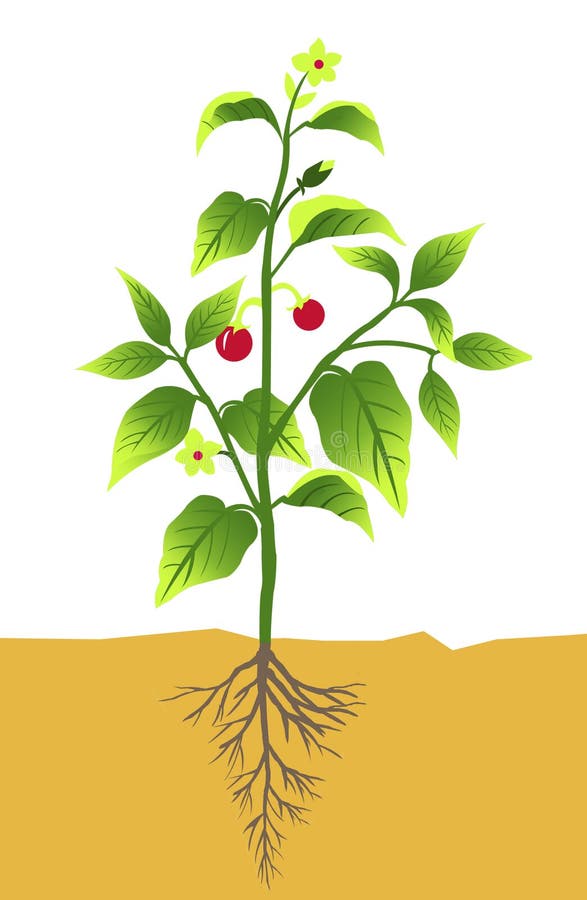 Green Plant stock illustration. Illustration of green - 8925151