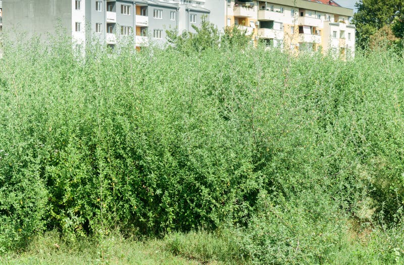 Green plant Ambrosia artemisiofolia - common annual low ragweed bush near the city danger for respiratory system allergy for peopl