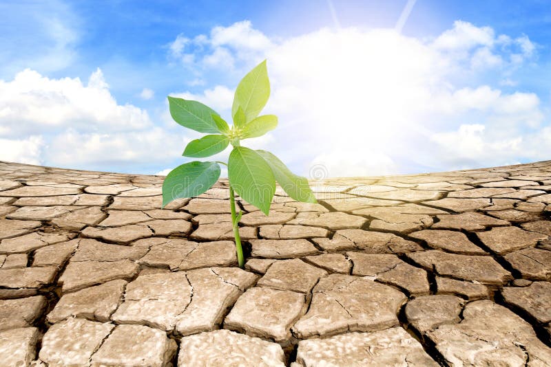Green plant on background of cracked soil royalty free stock images Green plant on background of cracked soil royalty free stock images