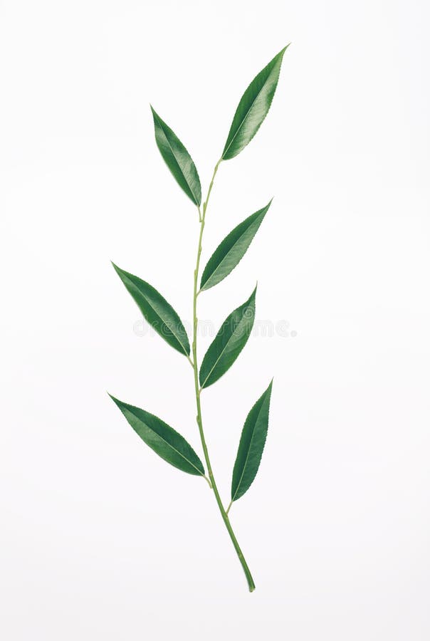 Green plant branch willow with leafs isolated on white backgro