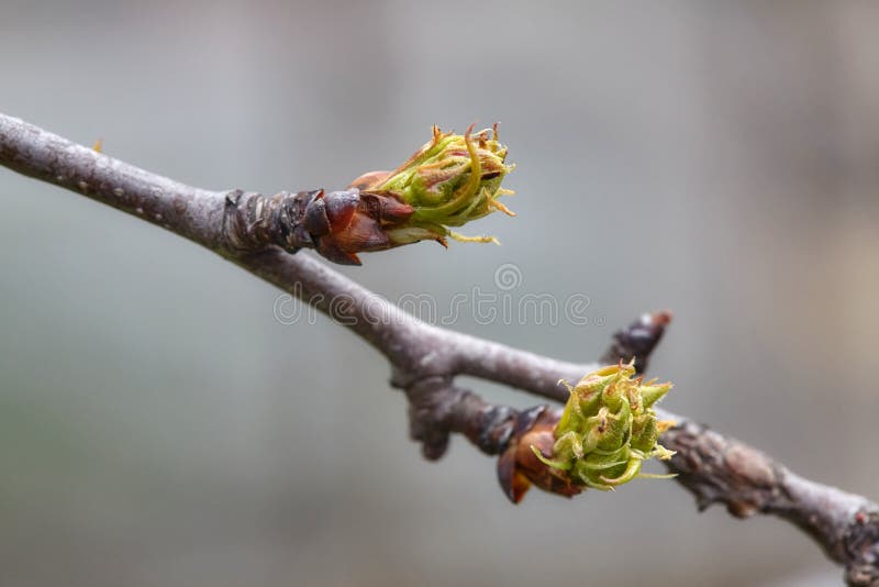 Green plant buds on tree branch in spring. Growing, blossom.