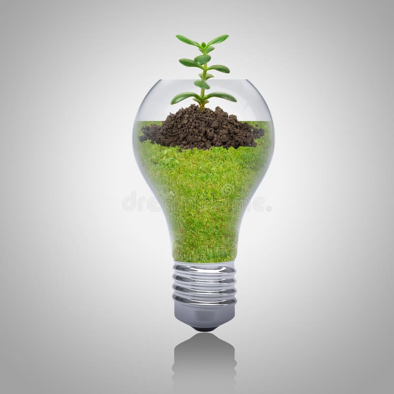 Green plant in bulb stock photo. Image of flower, bulb 61213936