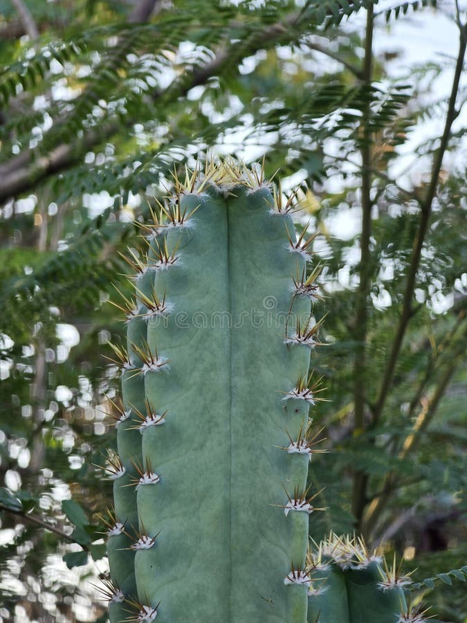 cacti stock x