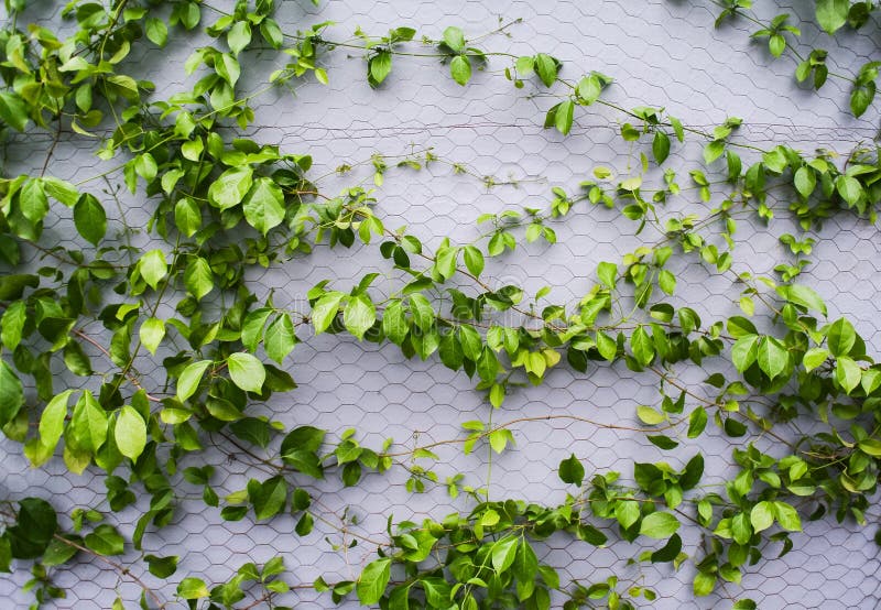 Green plant climb at wall stock image. Image of wall 143240887