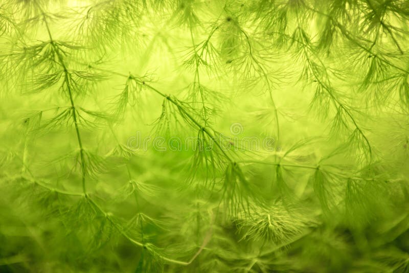 Green plant closeup photo