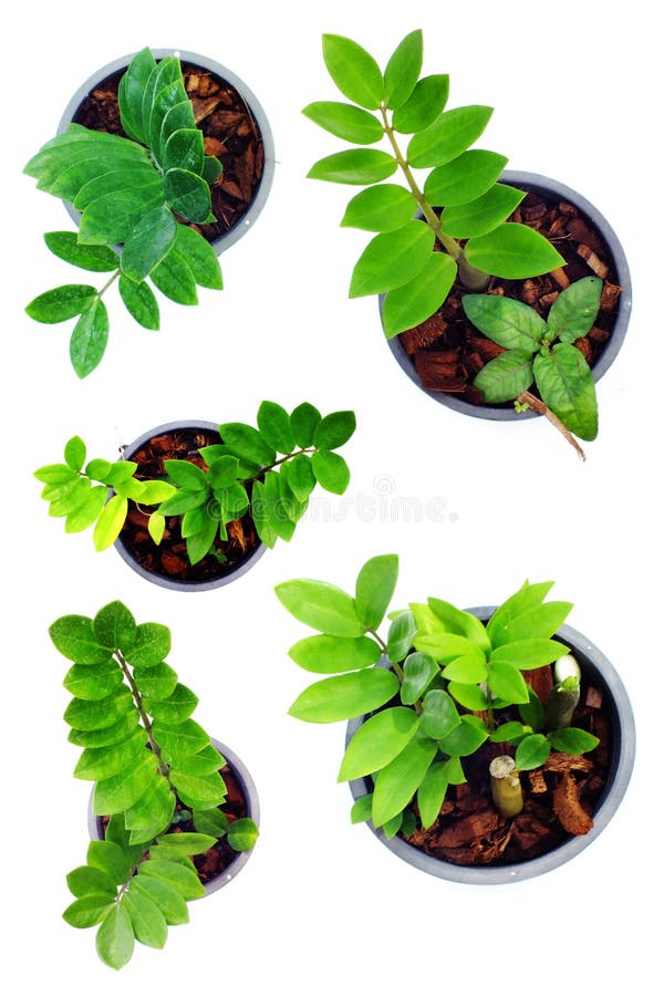 Green Plant Collection Isolated on White Background Stock Photo Image