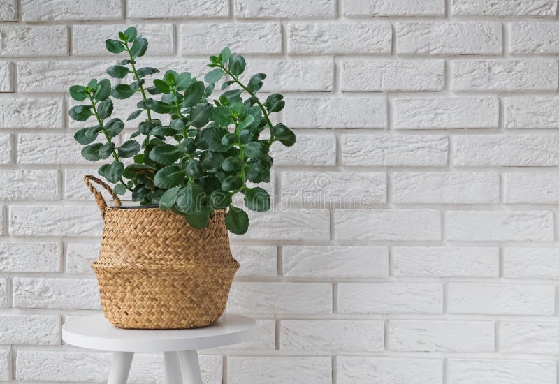 Green plant in a decorative basket in modern interior stock photos Green plant in a decorative basket in modern interior stock photos