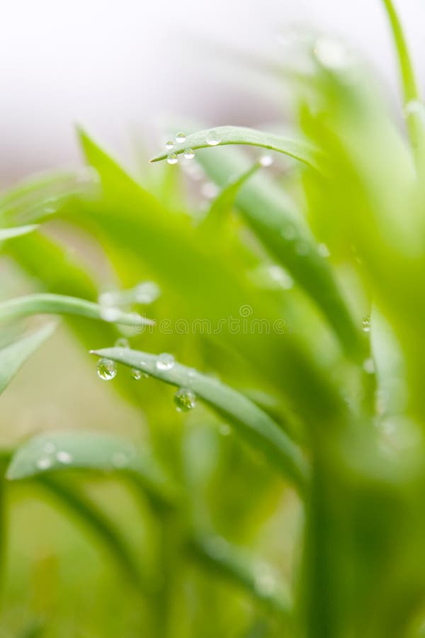 Green plant with dew drops