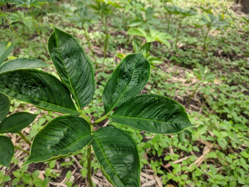 Green Plant on a Farm Called & X22;porang& X22; Stock Photo Image of