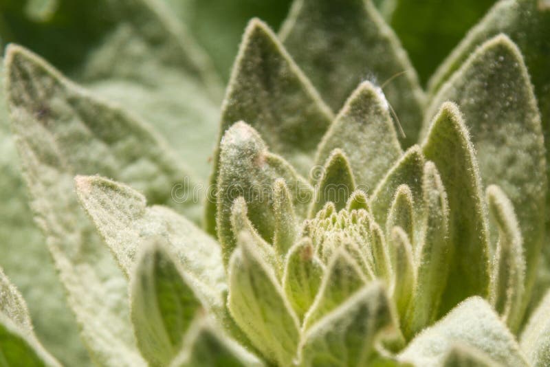 Green Plant in the Form of a Lily Stock Image Image of herb, ornamental 94720763