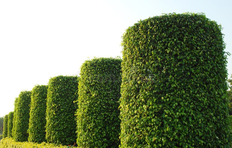 Green plant garden stock photo. Image of field, botanical 8534706