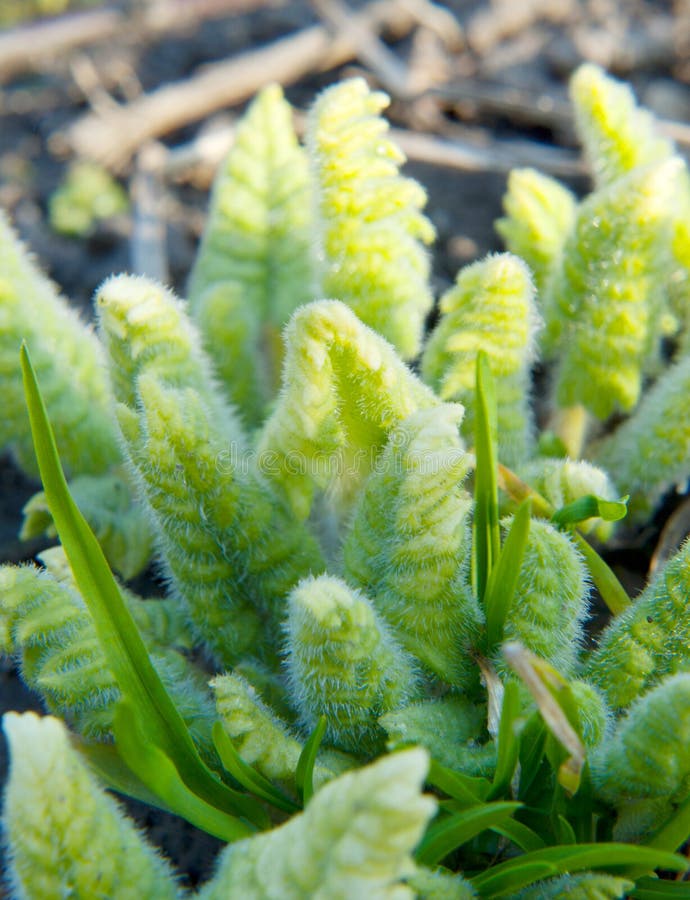 Green grass and plant stock photo. Image of botanic, flora - 31408982