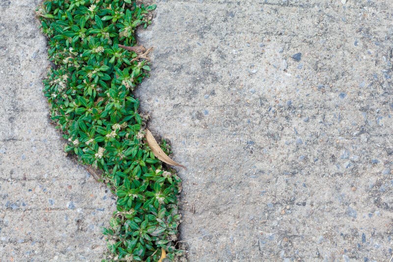 Green plant grass stock photo. Image of green, natural 50561438