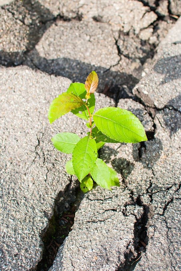 Green Plant Growing through Asphalt Stock Image - Image of concepts