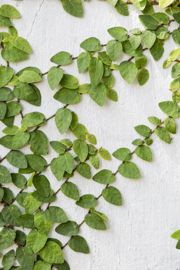 Green Plant Growing on the Cement Wall Stock Photo Image of