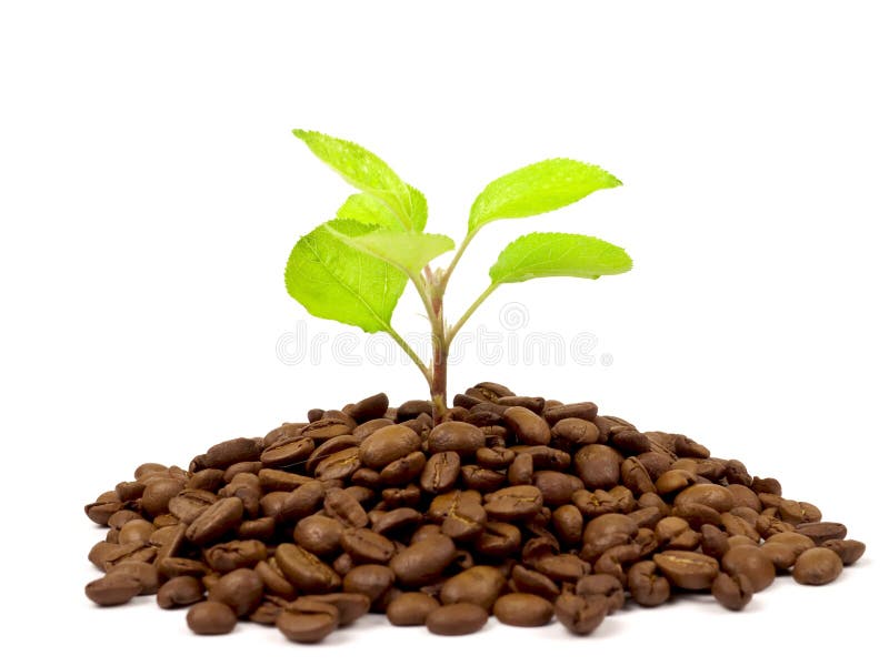 Green Plant Growing on Coffee Beans Stock Image Image of growing