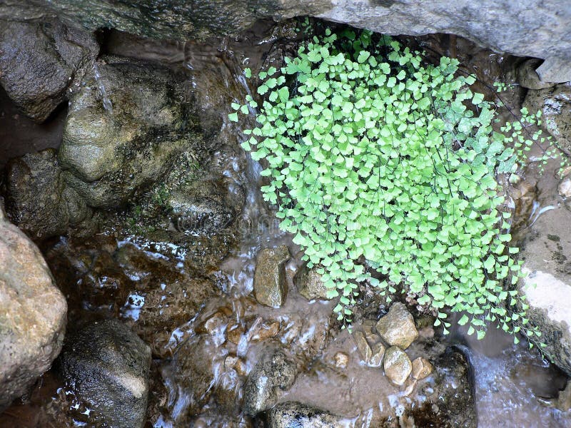 Green Plant Growing in Flowing Water. Stock Image Image of floral, foliage 155258273