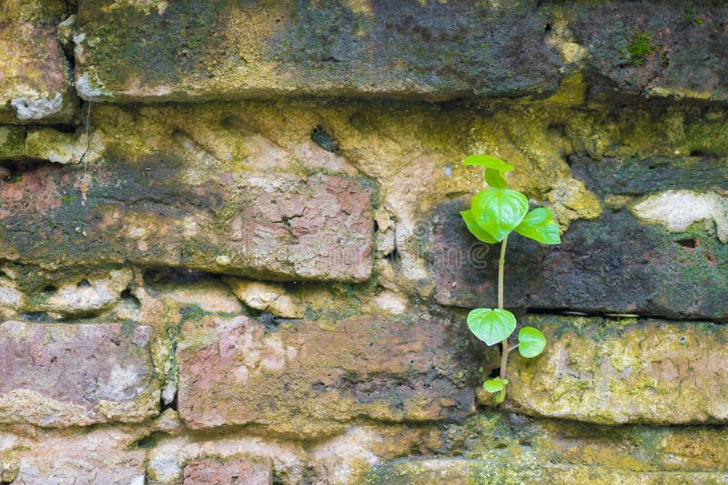Green plant growing on the old brick wall,conceptual image vector illustration