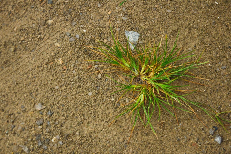 Green Plant is Growing in Sand Stock Photo - Image of copyspace, seed