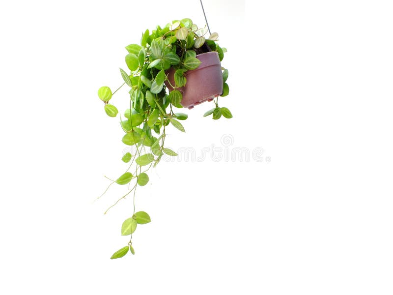 Green Plant Hanging Isolated on White Background Stock Image Image of