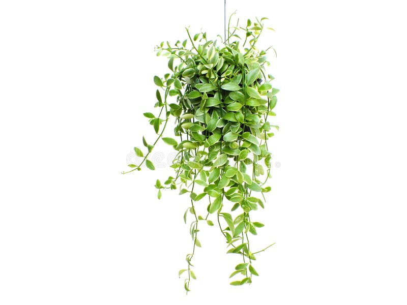Green Plant Hanging Isolated on White Background Stock Image Image of