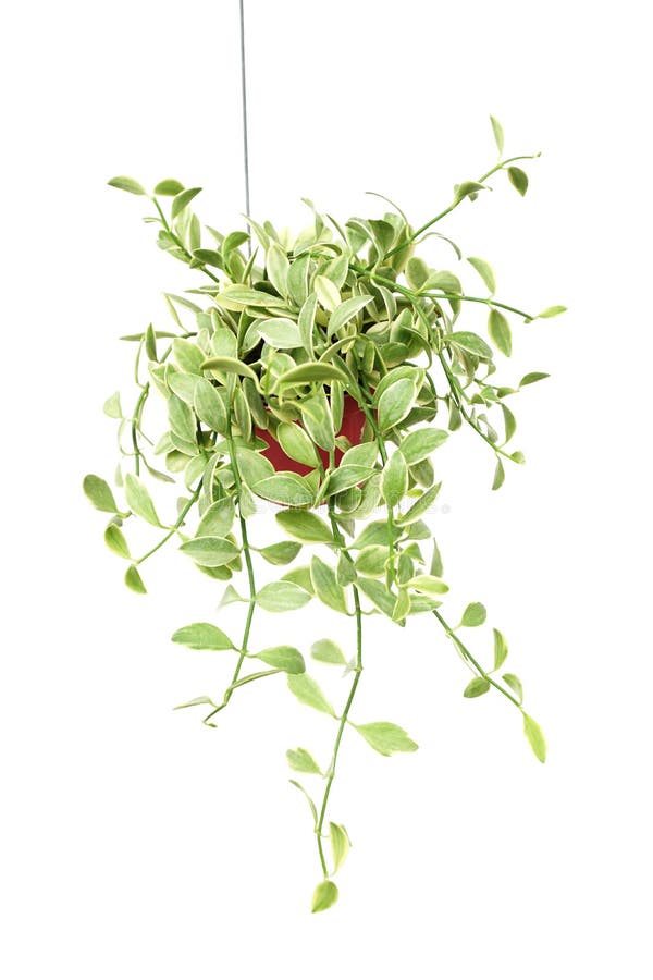 Green Plant Hanging Isolated Collection On White Background Stock Image