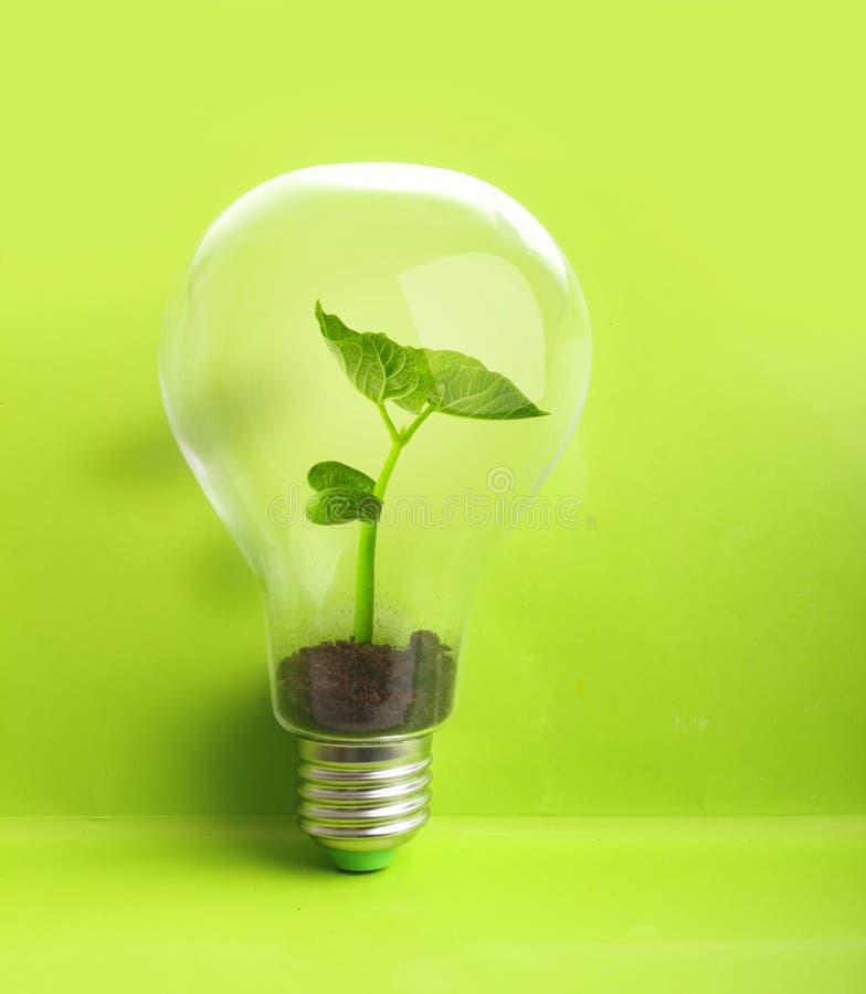 Green Plant Inside Light Bulb Stock Photo Image of nature, savings