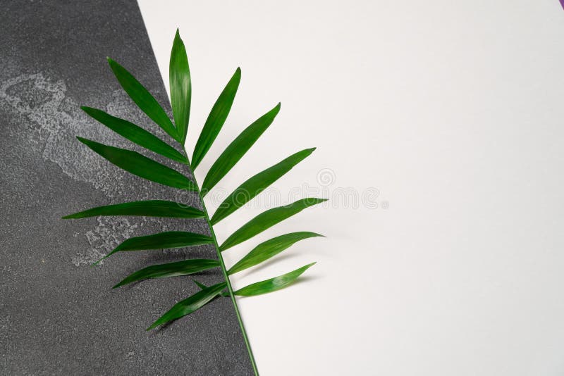 Green plant leaf on dark concrete and white paper background. Flat lay, top view, minimal design template with copyspace. royalty free stock photos Green plant leaf on dark concrete and white paper background. Flat lay, top view, minimal design template with copyspace. royalty free stock photos