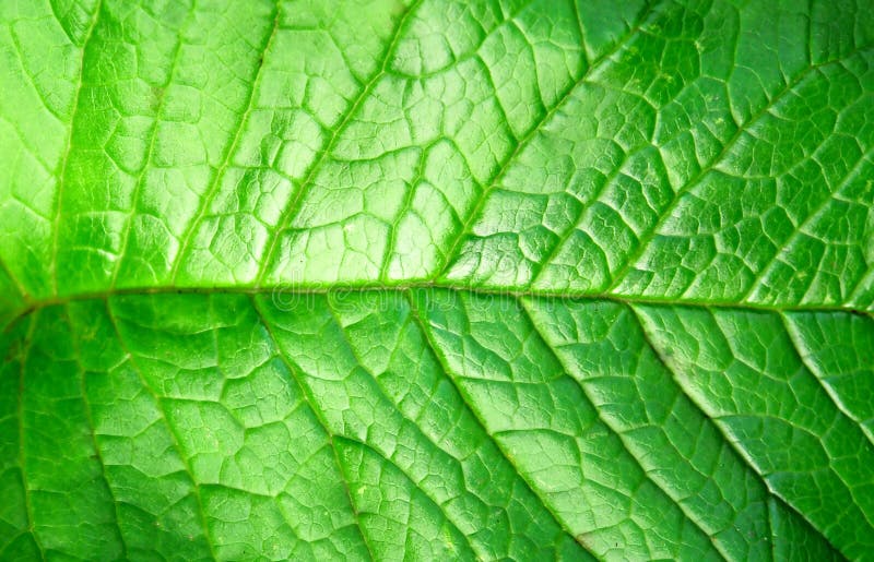 Green plant leave, detail