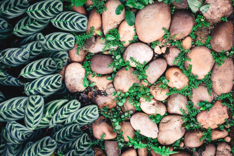 Green plant with leaves growing through the pebbles stone with c