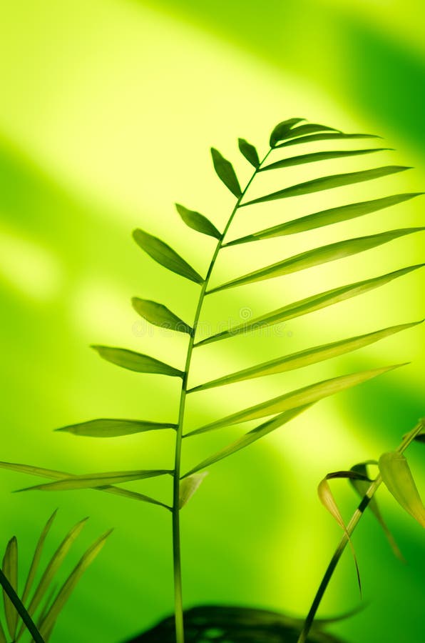 Green plant stock photo. Image of flora, leaf, earth 52609228