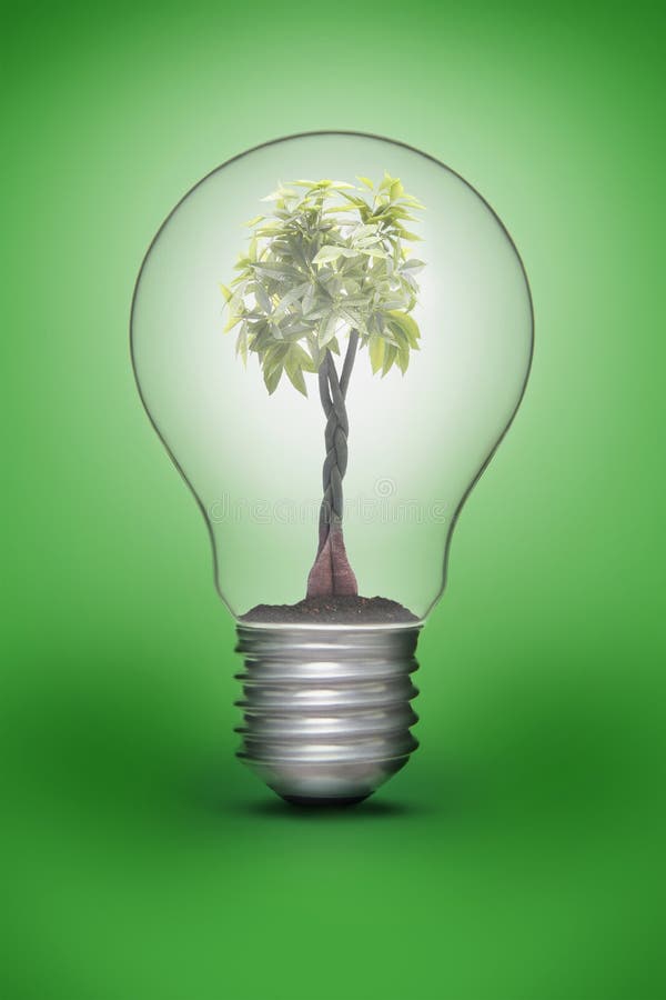 Green Plant in a Light Bulb Stock Image Image of color, front 183620505