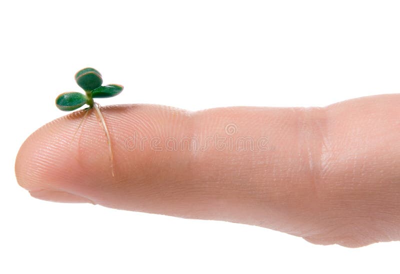 Green plant on man finger