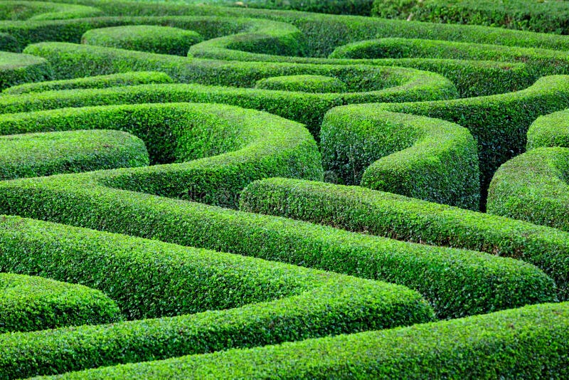 Green plant maze royalty free stock images