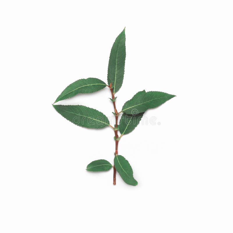 Green plant part branch willow leafs stem isolated on a white background