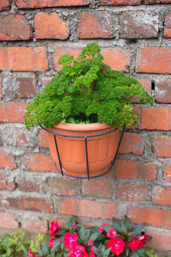 Green Plant Pot on Brick Wall Stock Photo Image of plant, green 33484672
