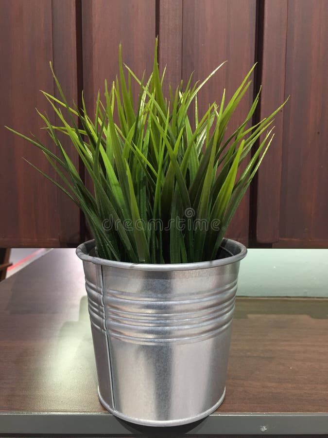 Green plant in pot stock image. Image of plant, leaf 92508267