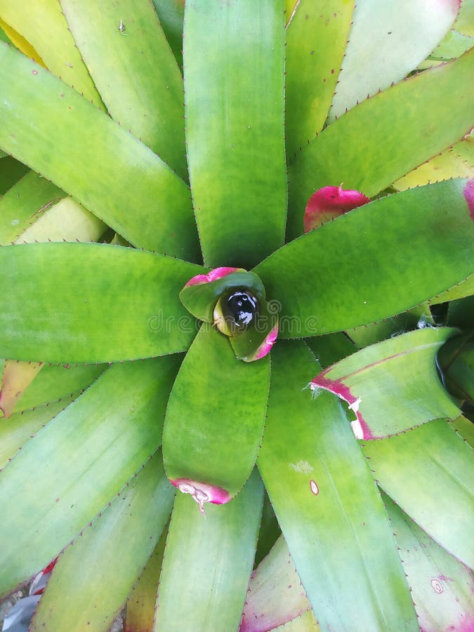 Green Plant with Red on the Tip Stock Image Image of petal, fruit