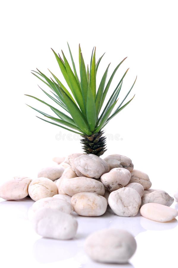 Green Plant Rising Up Heap White Stones Stock Photos Free & Royalty