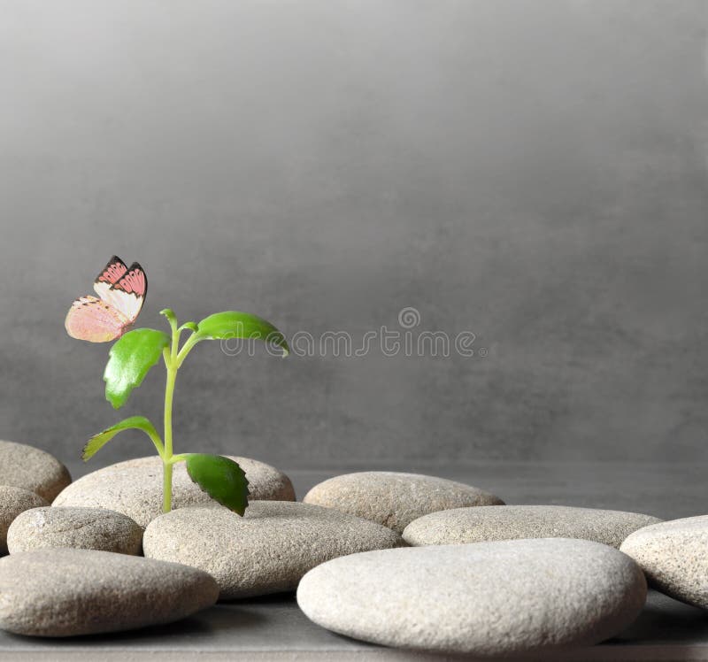 Green plant between the pebbles on a gray background and butterfly