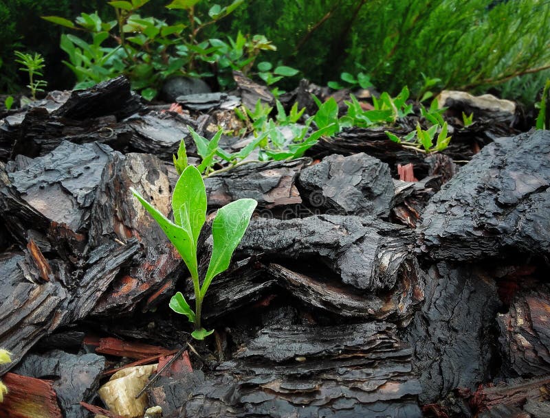 Green plant between stones stock image. Image of plant 150012633
