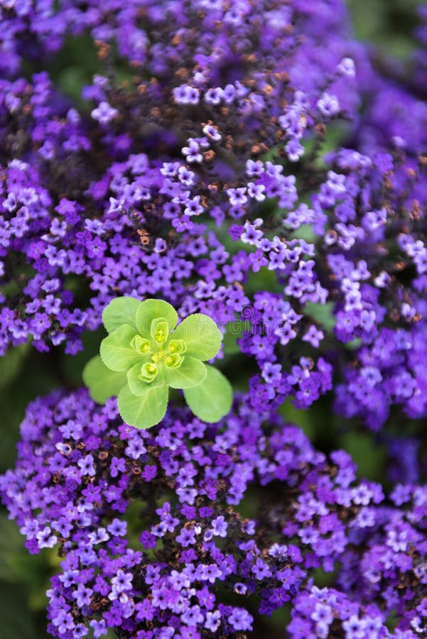 Grün der schlüssel zwischen aus dunkel lila Blumen.