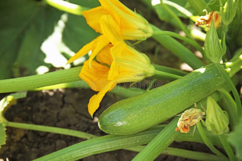 Green plant with unripe squash and yellow blossoms royalty free stock image Green plant with unripe squash and yellow blossoms royalty free stock image