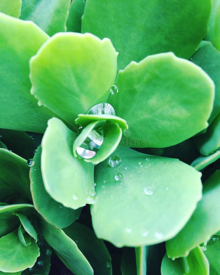 Green plant editorial stock image. Image of green, water 68951074