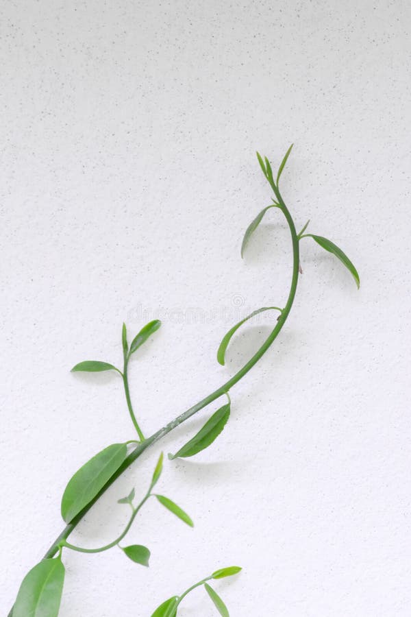 Green Plant on White Background. Stock Photo Image of background